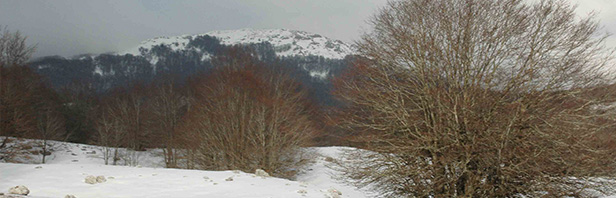 Monti Alburni: anello al rifugio Panormo dalla valle del Ciuccio - domenica 29 gennaio 2017