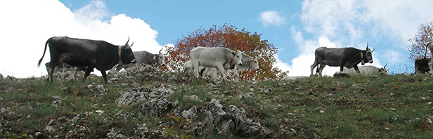 Monte Carmelo - grande anello per il Santuario - 14 luglio 2019