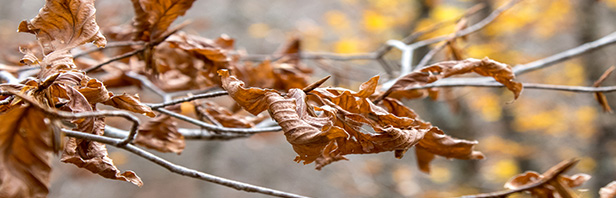 L'anello per la Vetta dei Monti Alburni - sabato 16 novembre 2019