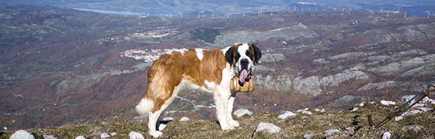 Laviano: Monte Pennone e Ponte Tibetano 27 dicembre 2015