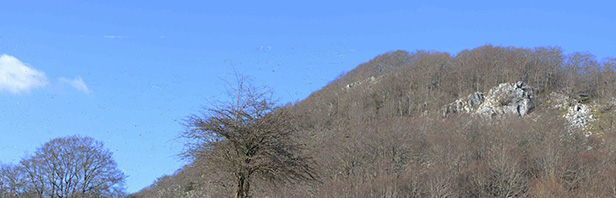 Monte Spina Dell'Ausino - monti alburni orientali - lunedi 1 marzo 2021
